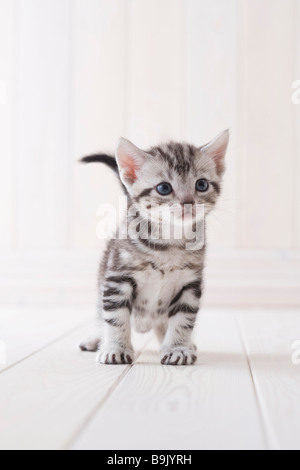 American shorthair in piedi Foto Stock