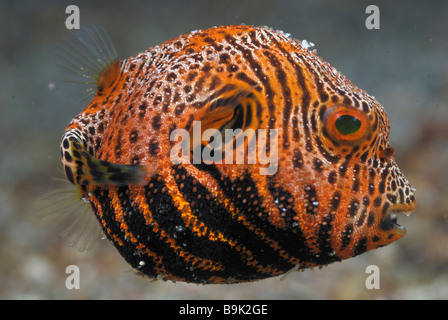 I capretti puffer stellato arothron stellatus Lembeh strait celebes mare nord Sulawesi indonesia Foto Stock