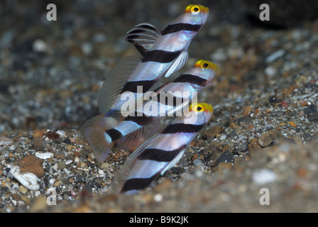 Gamberi yellownose ghiozzo stonogobiops xanthorhinica Lembeh strait celebes mare nord Sulawesi indonesia Foto Stock