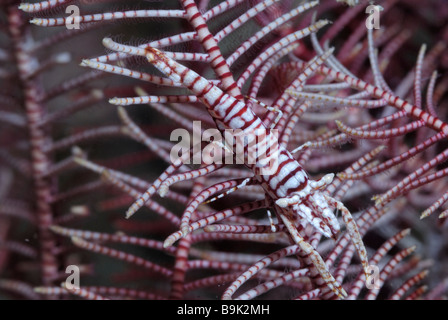 Crinoide gamberetti periclimenes amboinensis Lembeh strait celebes mare nord Sulawesi indonesia Foto Stock