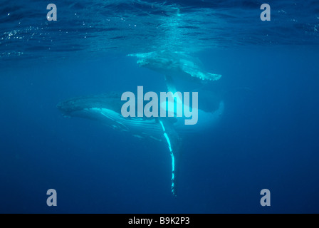 Un anno vecchio Humpback Whale polpaccio (Megaptera novaeangliae). Ha'apal Gruppo. Tonga. Oceano Pacifico del sud. Foto Stock