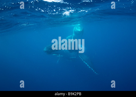 Un anno vecchio Humpback Whale polpaccio (Megaptera novaeangliae). Ha'apal Gruppo. Tonga. Oceano Pacifico del sud. Foto Stock