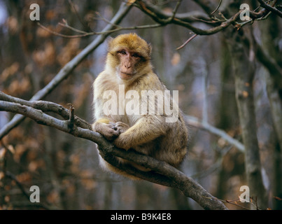 Barbary Macaque - seduta sul ramo / Macaca sylvana Foto Stock