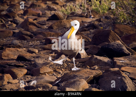 Sventolato Albatross Diomedea irrorata isole Galapagos Foto Stock