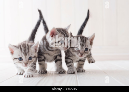 Tre American shorthair la riproduzione Foto Stock