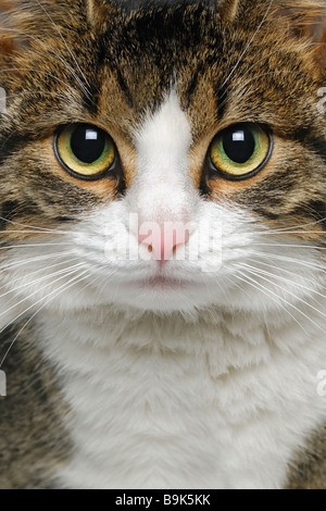 Gatto Close Up Foto Stock