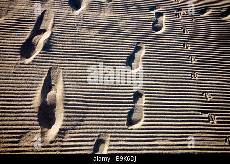 Umano e bird orme nella sabbia sulla spiaggia di Albena sulla costa del Mar Nero della Bulgaria Foto Stock