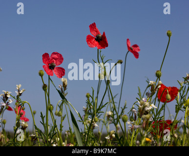 Ruvido al papavero Papaver hybridum fiori e frutta raro cornfield infestante NEL REGNO UNITO Foto Stock