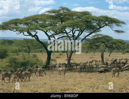 Chapman's zebre - allevamento sotto gli alberi / Equus quagga chapmani Foto Stock