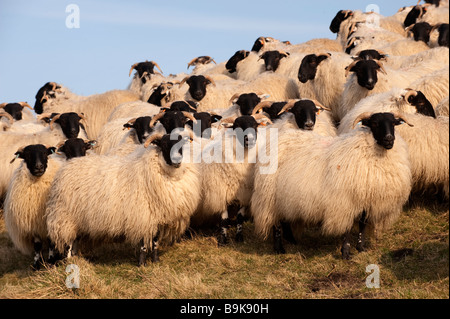 Tipo di Hexham Blackface gimmer hoggs in primavera, Northumberland Foto Stock