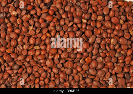 Seme della pianta medicinale Stacheljujube spinoso data cinese Ziziphus jujuba var spinosa Foto Stock