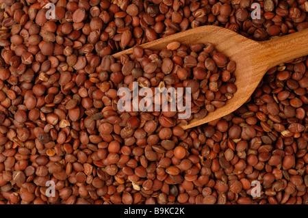 Seme della pianta medicinale Stacheljujube spinoso data cinese Ziziphus jujuba var spinosa Foto Stock