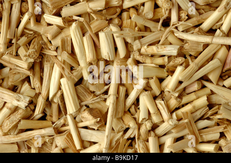 Radici essiccate della pianta medicinale Alang Alang Alang Alang Gras Cogan erba sangue giapponese erba Imperate cylindrica Foto Stock