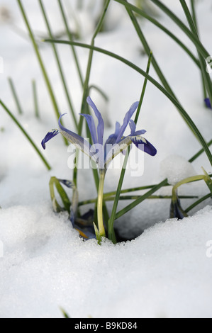 Fioritura precoce dwarf iris Iris Edward attraverso la neve in un giardino alpino bed Foto Stock