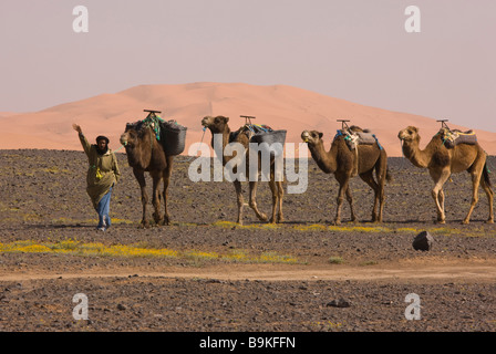 Camel train berber camel herder con i suoi cammelli vicino a Merzouga Marocco deserto del Sahara dopo molto bagnato inverno primavera 2009 Marocco Foto Stock