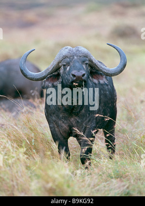 African buffalo - In piedi / Syncerus caffer Foto Stock