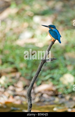 Common kingfisher (Alcedo atthis) Foto Stock