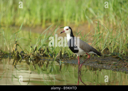 Lunga toed pavoncella (Vanellus crassirostris) Foto Stock