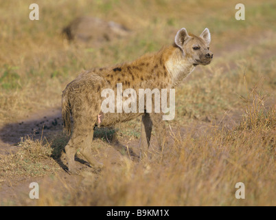 Spotted hyena - In piedi / Crocuta crocuta Foto Stock