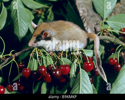 Quercino (Eliomys quercinus). Adulto in un albero ciliegio in un giardino di notte Foto Stock