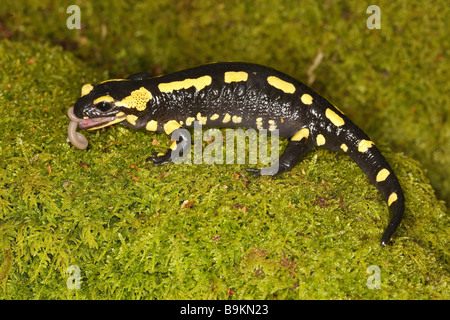 Salamandra pezzata (Salamandra salamandra) mangiare lombrico Foto Stock