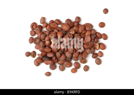 Seme della pianta medicinale Stacheljujube spinoso data cinese Ziziphus jujuba var spinosa Foto Stock