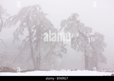 Nero antica foresta di pini Pinus nigra ssp pallasiana nella neve e nebbia di congelamento in alto i Monti Troodos greca di Cipro Sud Foto Stock