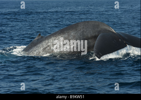 La balenottera azzurra scandaglio, sollevamento di coda Balaenoptera musculus brevicauda - arriva alla superficie dell'Oceano Indiano, disattivare Sri Lanka asia Foto Stock