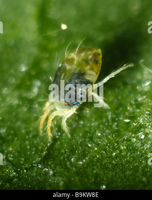 Acaro giallo Tetranychus urticae femmina adulta su un impianto di superficie in foglia Foto Stock