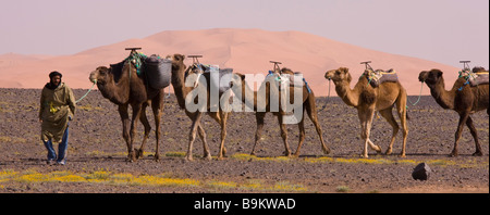 Camel train berber camel herder con i suoi cammelli vicino a Merzouga Marocco deserto del Sahara dopo molto bagnato inverno primavera 2009 Marocco Foto Stock