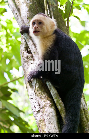 Il Bianco di fronte o scimmia cappuccino del Costa Rica in un albero, Parco Nazionale di Manuel Antonio, Costa Rica Foto Stock