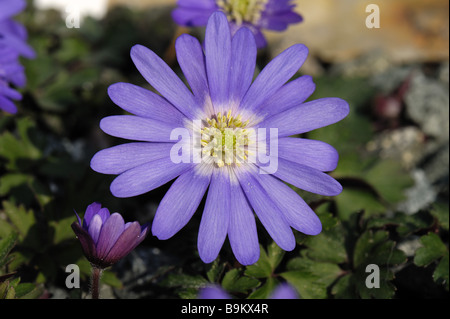 Fiori di anemone blanda sfumature di blu Foto Stock