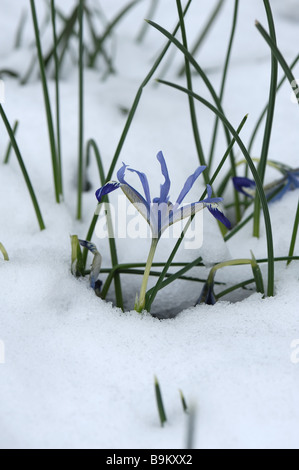 Fioritura precoce dwarf iris Iris Edward attraverso la neve in un giardino alpino bed Foto Stock