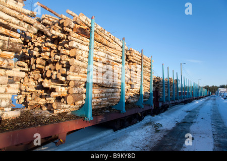 La Betulla betula log log in treno pianali atti con picchetti , Finlandia Foto Stock