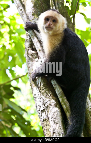 Il Bianco di fronte o scimmia cappuccino del Costa Rica in un albero, Parco Nazionale di Manuel Antonio, Costa Rica Foto Stock