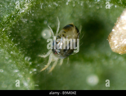 Acaro giallo Tetranychus urticae femmina adulta uova su un impianto di superficie in foglia Foto Stock