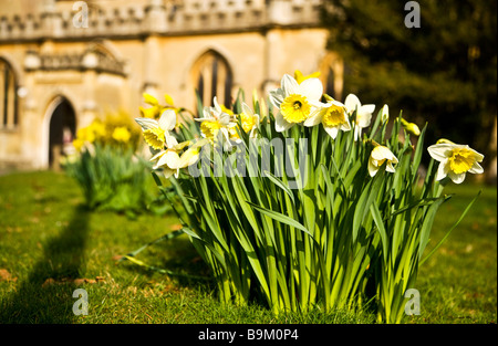 Un intrico di narcisi crescente davanti alla Basilica di San Lorenzo la Chiesa in Hungerford Berkshire England Regno Unito su una soleggiata giornata di primavera Foto Stock