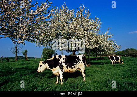 Francia, Calvados, Pays d' Auge, il sidro Itinerario, tra Grandouet e Cambremer, mucche sotto i meli in fiore Foto Stock