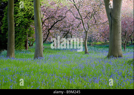 Bluebells realizzare un tappeto di colore blu e alberi visualizzare il loro fiore rosa, a Thorpe Perrow Arboretum. Foto Stock