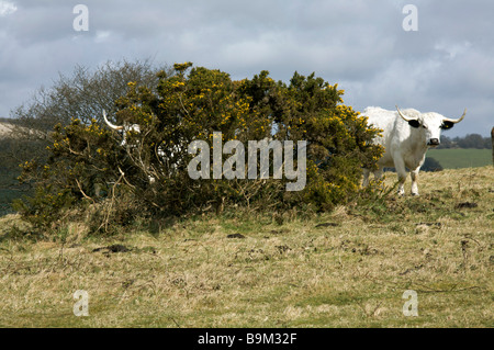 Longhorned il pascolo di bestiame su Cissbury Ring, South Downs West Sussex Regno Unito Foto Stock