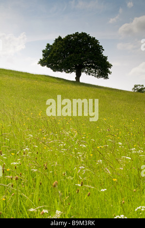 Un albero domina un panorama di prato. Foto Stock