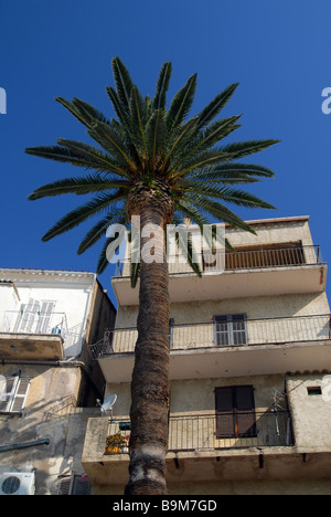 Calvi Corsica. Fronte mare immobili / Palm Tree Foto Stock