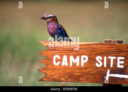 Lilla rullo contraffacciate serengeti tanzania Foto Stock