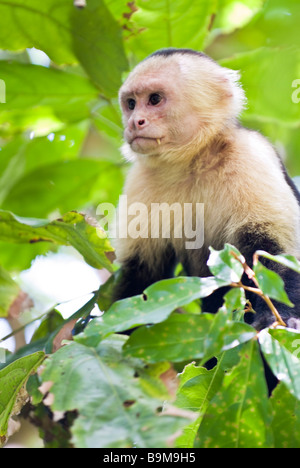 Il Bianco di fronte o scimmia cappuccino del Costa Rica in un albero, Parco Nazionale di Manuel Antonio, Costa Rica Foto Stock