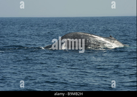 La balenottera azzurra scandaglio, sollevamento di coda Balaenoptera musculus brevicauda - arriva alla superficie dell'Oceano Indiano, disattivare Sri Lanka asia Foto Stock