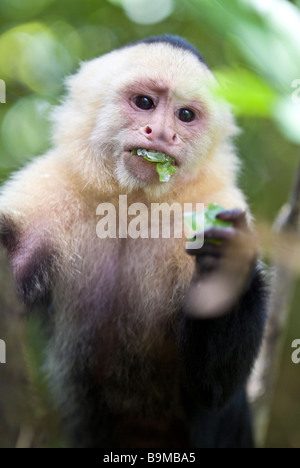 Il Bianco di fronte o scimmia cappuccino del Costa Rica in un albero, Parco Nazionale di Manuel Antonio, Costa Rica Foto Stock