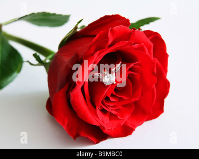 Un anello di fidanzamento in una rosa rossa,a significare una proposta di matrimonio. Foto Stock