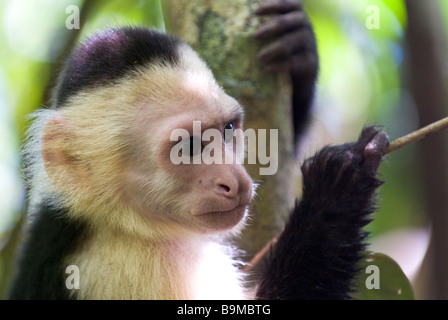 Il Bianco di fronte o scimmia cappuccino del Costa Rica in un albero, Parco Nazionale di Manuel Antonio, Costa Rica Foto Stock