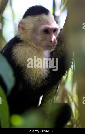 Il Bianco di fronte o scimmia cappuccino del Costa Rica in un albero, Parco Nazionale di Manuel Antonio, Costa Rica Foto Stock