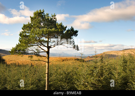 Una solitaria di pino silvestre (Pinus sylvestris) sorge in mezzo ad una grande piantagione forestale di Sitka e Norvegia abete rosso, Carron Valley Foto Stock